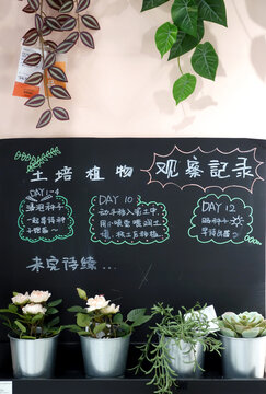 黑板和花盆绿植