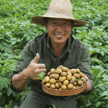 云南黄皮小土豆