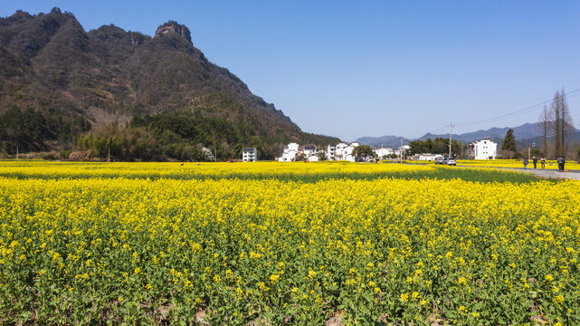 南坑油菜花田