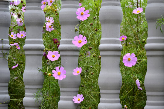 格桑花