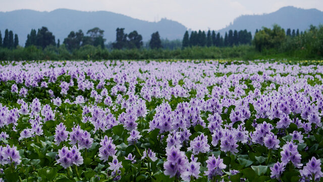 水葫芦花