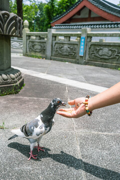 大华兴寺喂鸽子