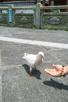 寺庙喂鸽子