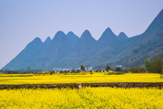 田园春景