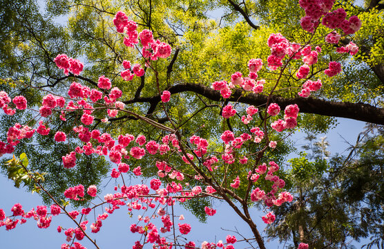 云南樱花枝