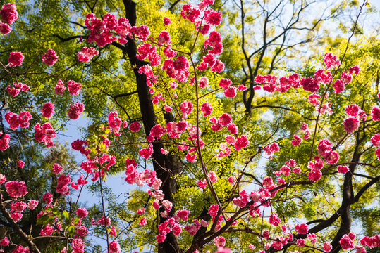 云南樱花枝