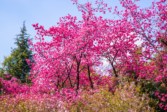 云南樱花树