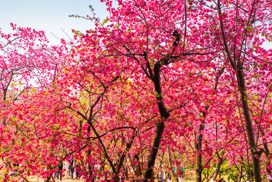 樱花树林