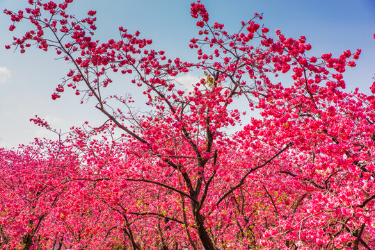 樱花树林