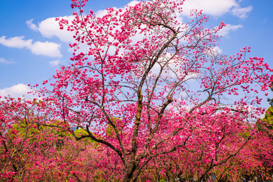 樱花树林