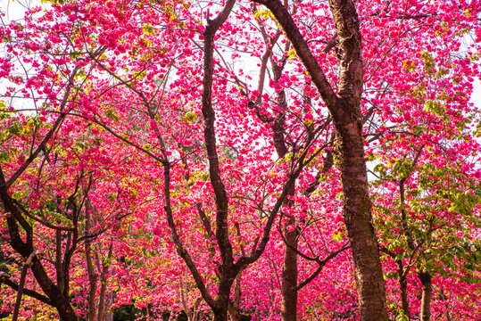 樱花树林