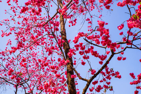 云南樱花枝