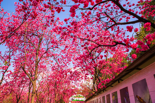 樱花树林