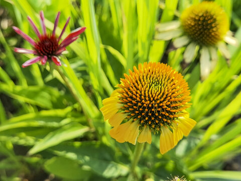 花卉松果菊