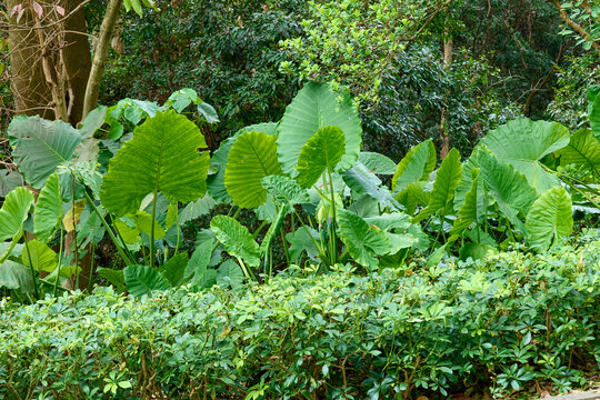 山林绿植背景