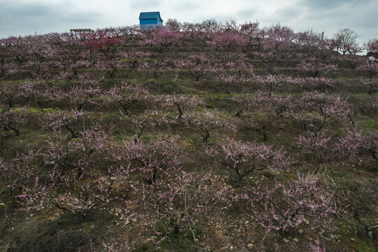 全心畈村桃花山航拍