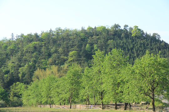 小山树林