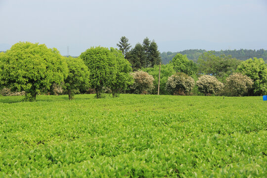 生态茶园