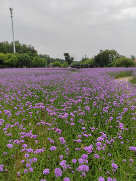 木兰花乡