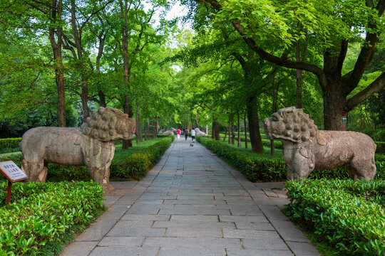 南京明孝陵石象路