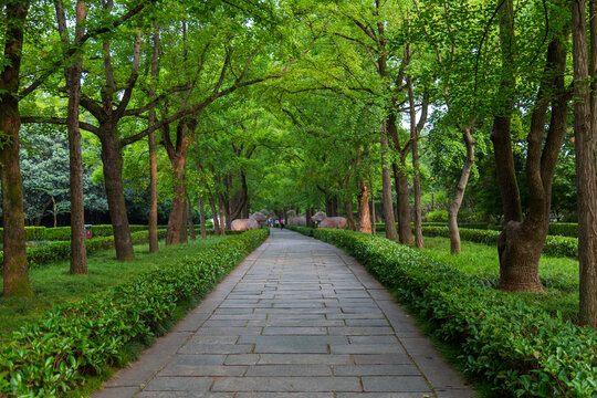 南京明孝陵石象路