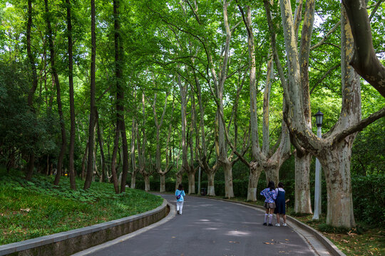 南京梧桐大道