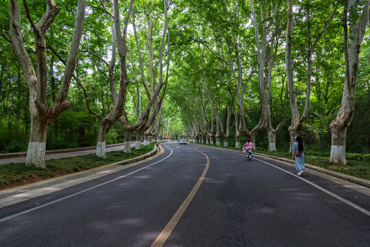 南京梧桐大道