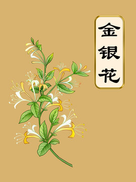金銀花