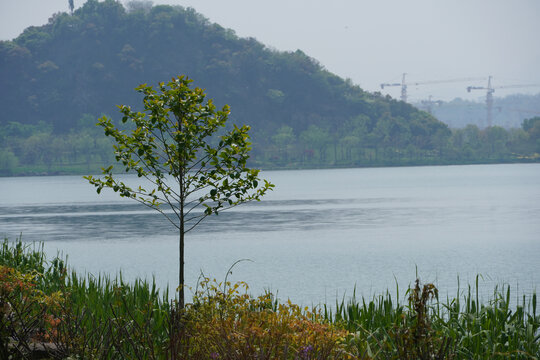 杭州湘湖春色