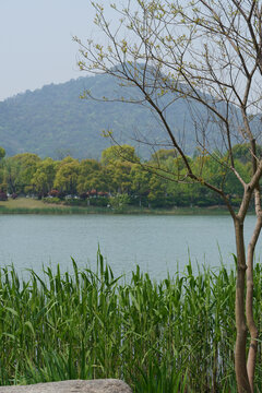 杭州湘湖春色