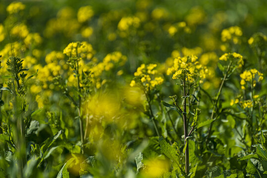 赏油菜花