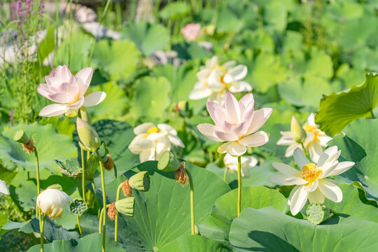 夏日盛开的荷花特写