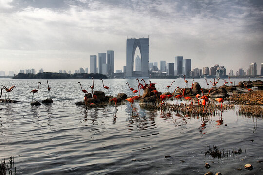 金鸡湖东方之门火烈鸟