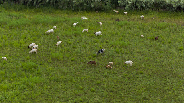 湿地草地放养波尔山羊