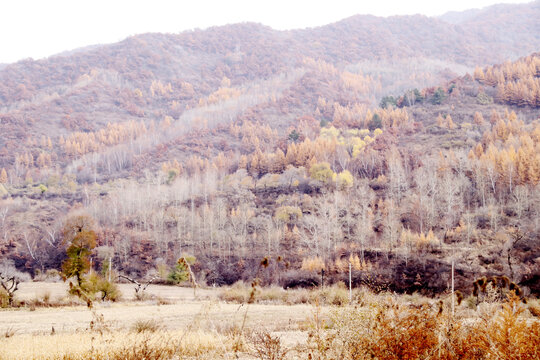 张家口坝上秋景