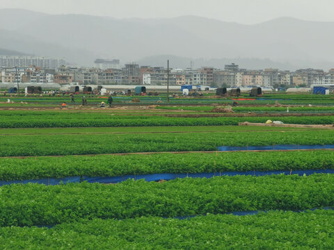 芹菜种植