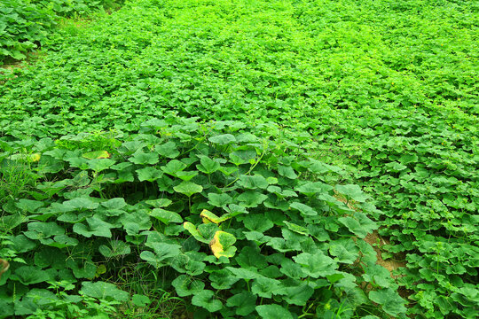 香瓜种植基地