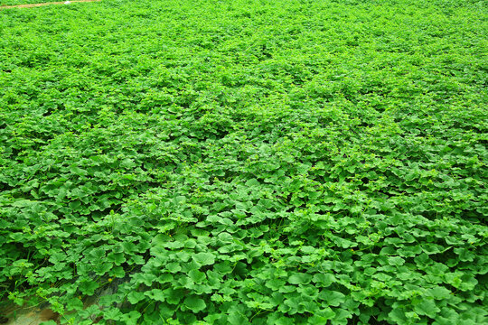 香瓜种植基地