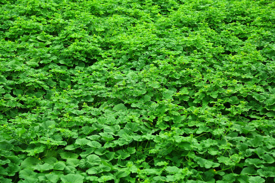 香瓜种植基地