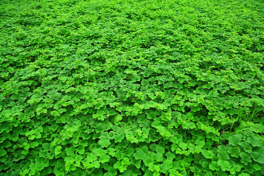 香瓜种植基地