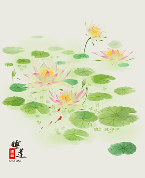 睡蓮