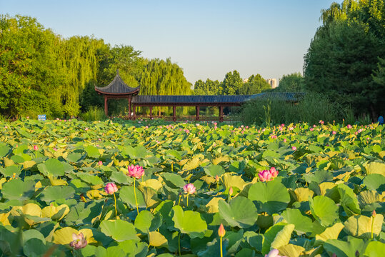 清晨荷花池