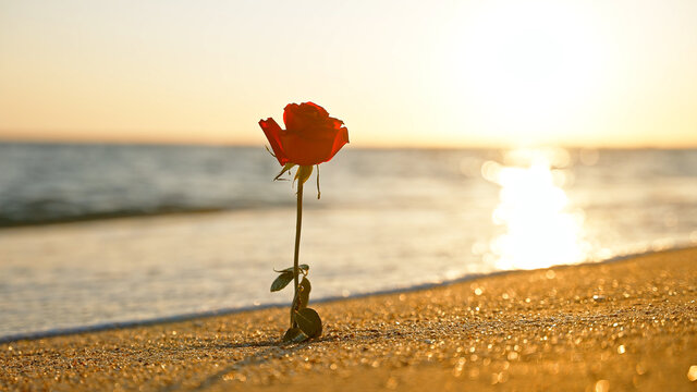 沙滩海边玫瑰花