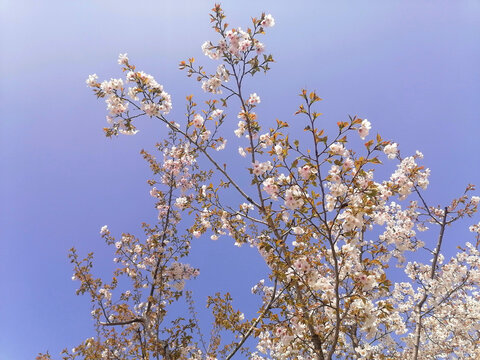 蓝天樱花