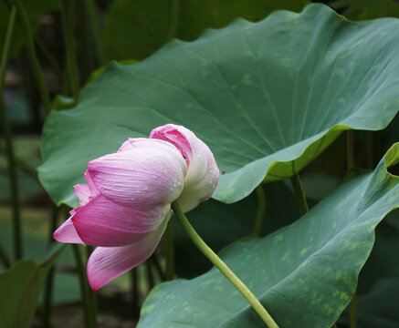 福州茶亭公园荷花展