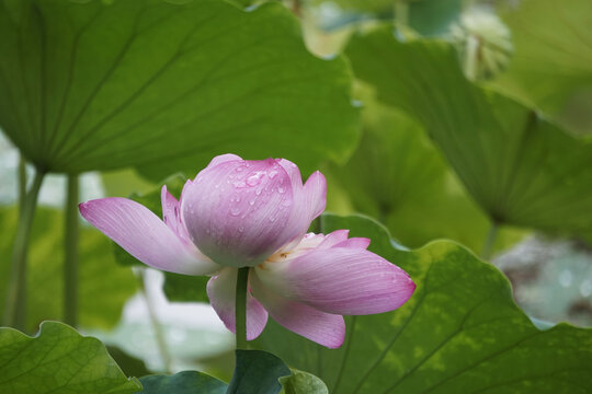 福州茶亭公园荷花展