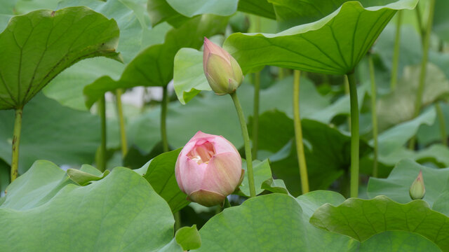 夏日荷花开