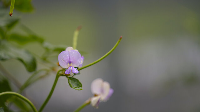 豆角花