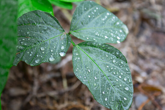 黄豆种植