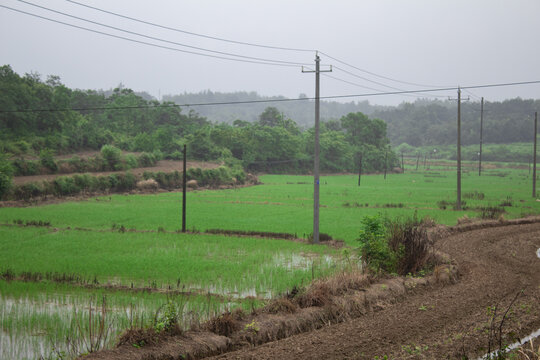 稻田